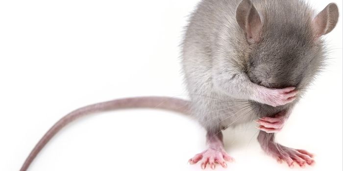 Microscopy Advances Enable the Visualization of Cortical Neurons in Live Mice