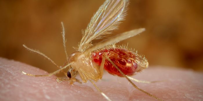 With This Pathogenic Microbe, Time is a Factor