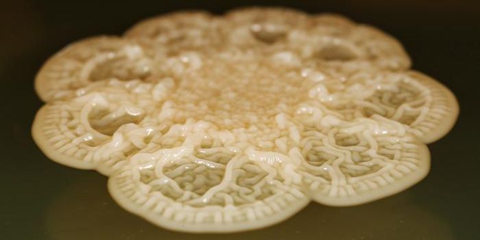 A Rare Form of Cell Division in Human Mouth Microbes