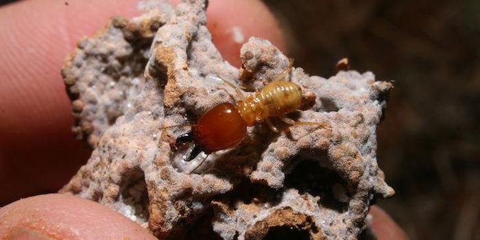 Termites: Unlikely Protectors of Agricultural Lands