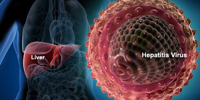Curing Hepatitis C and the Potential for Vaccines