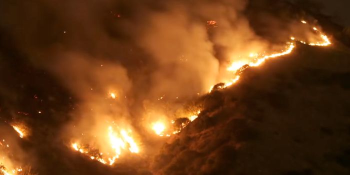 Some Animals Thrive in Wildfires