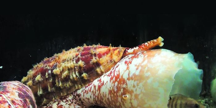 Cone Snail Venom may Improve Diabetes Therapeutics