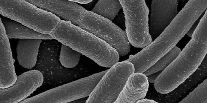 Gut Microbes Linked to Development of Liver Disease