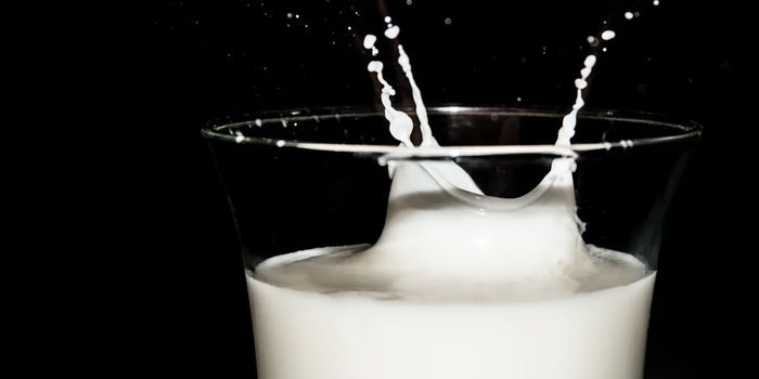 Humans Drank Milk Long Before Their Bodies Could Tolerate It