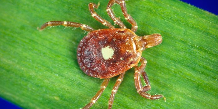 Lone Star Ticks are Spreading, Bringing Rare Meat Allergy Along