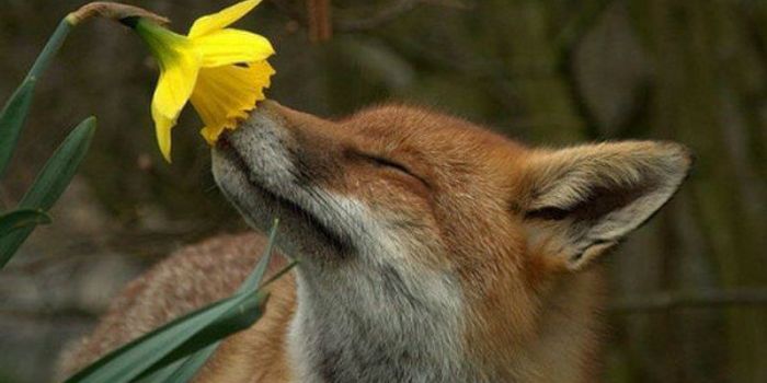 Foxes run rampant in England