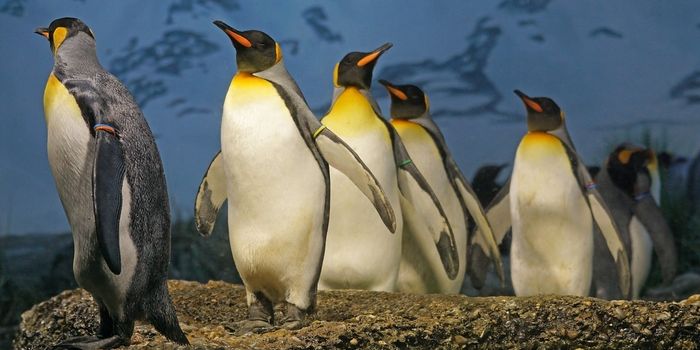 They're Serious: Ig Nobel-Inspired Researchers Re-examined Penguin's Bodily Fluid Dynamics