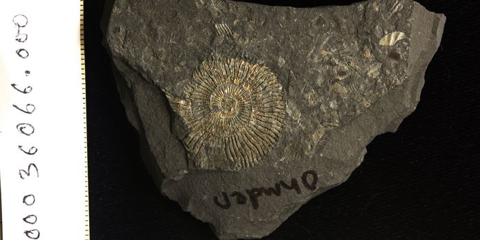 Fossil Shine Hints at Formation Processes