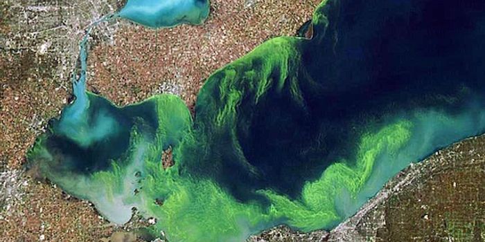 As The Earth Heats Up, Toxic Algae Blooms Threaten Drinking Water Supplies