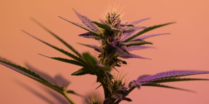 Does CBD Really Ease Arthritis Pain?