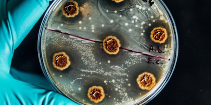 Treatment Strategies for Multidrug-resistant Chronic Infections