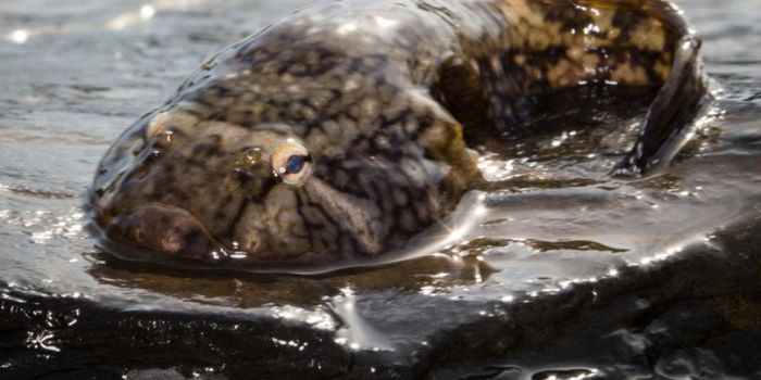 You Ain't Got a Thing if You Don't Got That Cling...fish