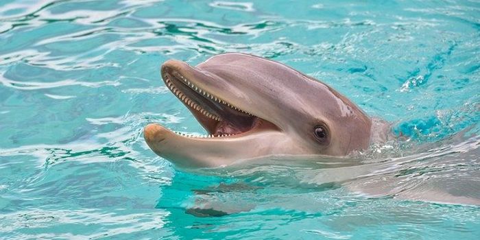 How Dolphins Could Help Us Live Longer