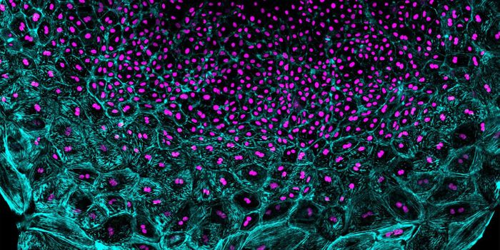 The Key to Regenerative Medicine? Zebrafish