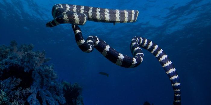 Do Sea Snakes Have Another Sense We Don't Know About Yet?
