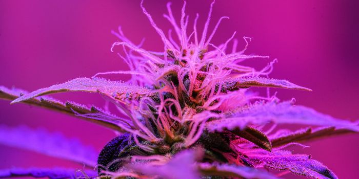 Could Cannabinoids Help Tame Essential Tremor?