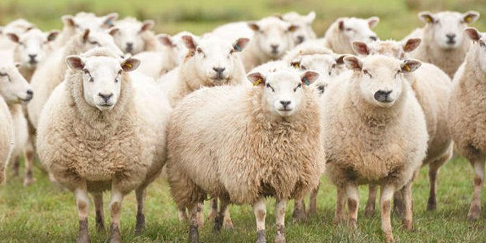 Sheep Invade Spanish City After Herder Falls Asleep