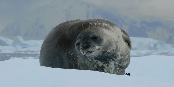 Using Seals to Conduct Antarctic Ocean Research
