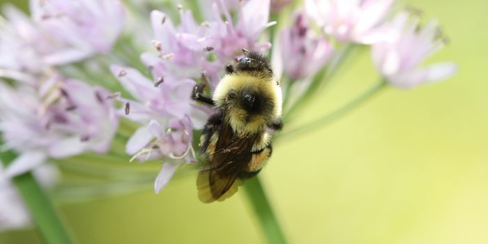 Bumble Bees Near You May Soon Become an Endangered Species