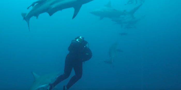 Will This Technology Prevent Future Shark Attacks?