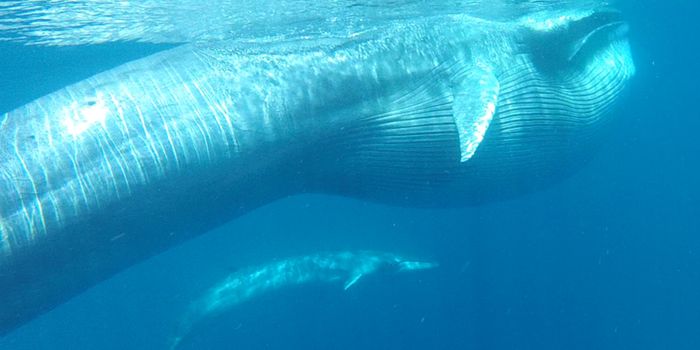 Scientists Find Population of Rare Whales Off Coast of Madagascar
