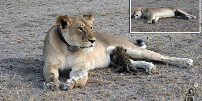 What happens when a wild lioness adopts a leopard cub?