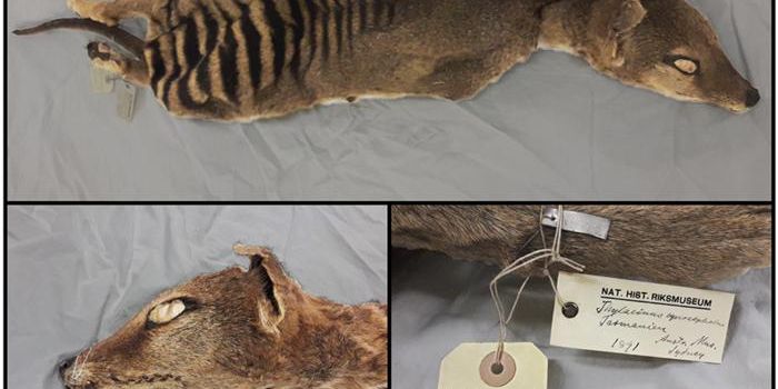 In a Major Breakthrough, Intact RNA is Recovered From an Extinct Animal