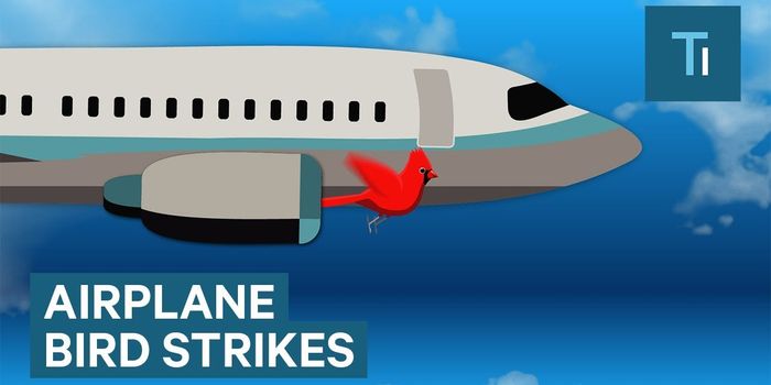 Everything You Need to Know About Bird Strikes