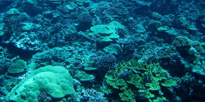 Study Finds Some Corals Survived Mega-Bleaching Event