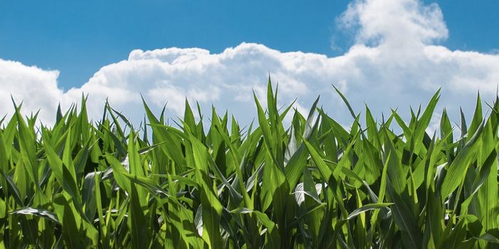 Plant 'Vaccines' Could Help Reduce Pesticide Use