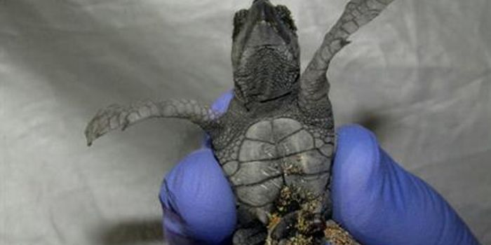 Biologists Remove a Conjoined Twin From a Loggerhead Turtle