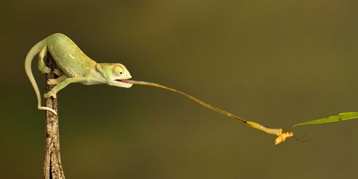 How is it Possible for a Chameleon's Tongue to Be So Quick?