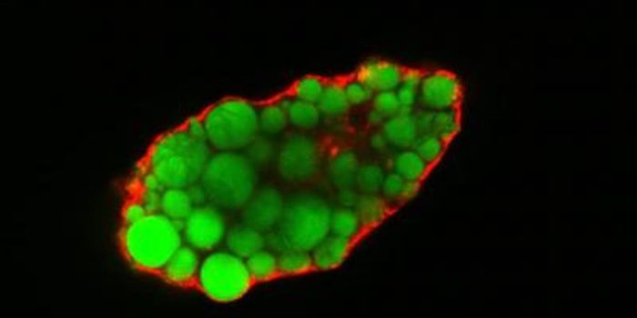 A Regulator of Fatty Acid Uptake is Identified