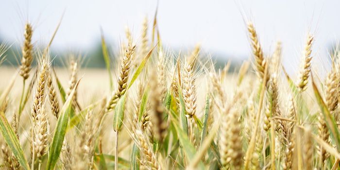 Do Ancient Wheat Products Impact the Diversity of Gut Microbiota?