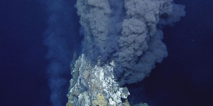 Hydrothermal Vents Help These Fish Incubate Their Eggs More Quickly