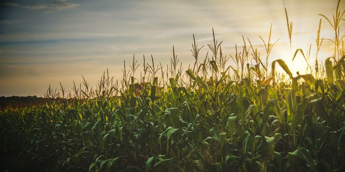 Climate Change Is Already Bad for Corn Production. Weeds Make It Worse.