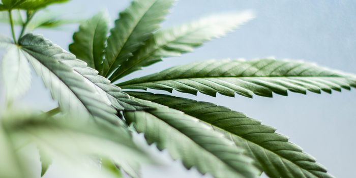 Past Cannabis Use No Longer Barrier to Joining FBI