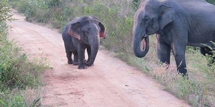 Dwarfism found in an Elephant in Sri Lanka