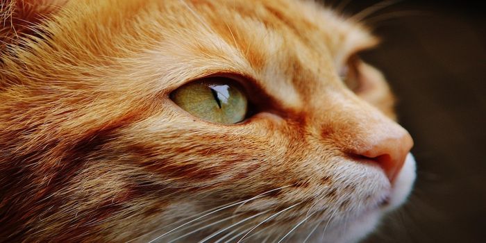 A Food Additive Could Make Your Cat Hypoallergenic