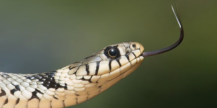What can snakes teach us about durability?