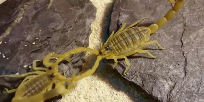 Deadly Spider Could Aid in Cancer Surgery