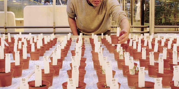 Scientists Deem Vegetables Grown in Mars-Like Soil 'Safe to Eat'