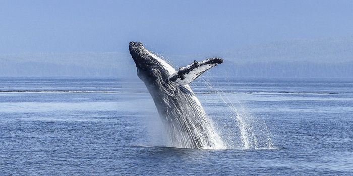 Japan's Deprecated Commercial Whaling Activities Are About to Begin