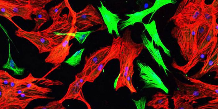 Tiny needle tests voltage of beating cardiac cells