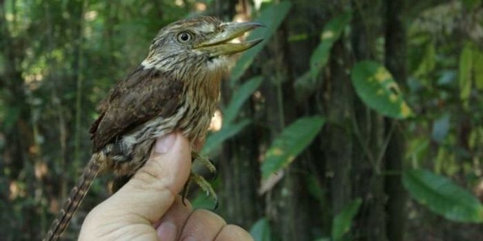 381 New Species Discovered in the Amazon, But There's Bad News...