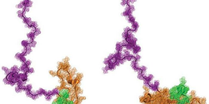 Zoom-in On the Protein Behind Huntington's Disease