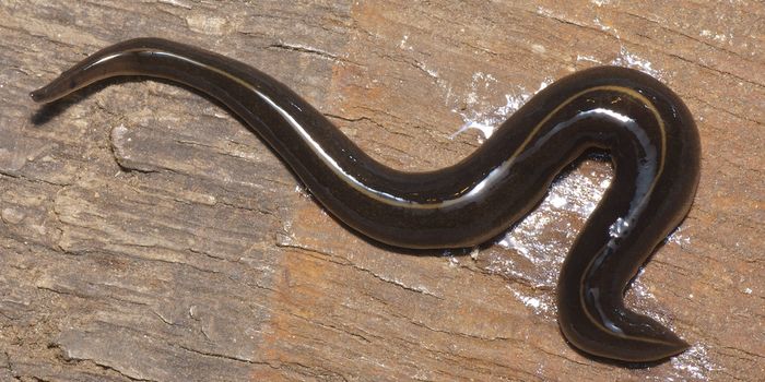 New Pest Is Worming Its Way In