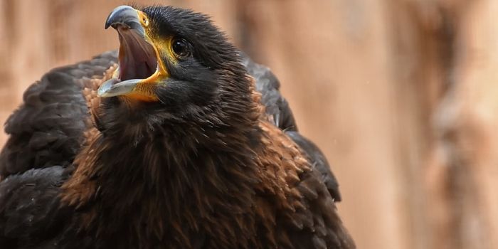 Watch Animal Experts As They Tend to a Malnourished Juvenile Hawk