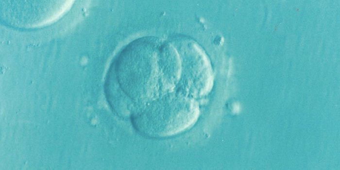 Experts Conclude Genome Editing in Human Embryos Still Too Risky